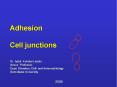 Adhesion  Cell junctions PowerPoint PPT Presentation