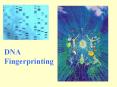 DNA Fingerprinting PowerPoint PPT Presentation