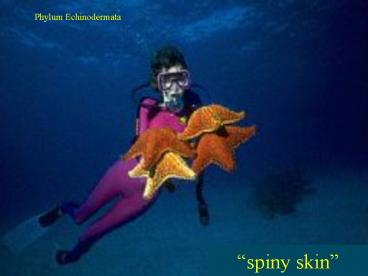 Phylum Echinodermata