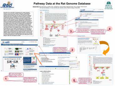 rat genome database, human and molecular genetics center, m