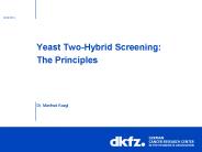 Yeast Two-Hybrid Screening: The Principles