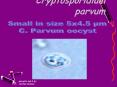 Cryptosporidium parvum PowerPoint PPT Presentation