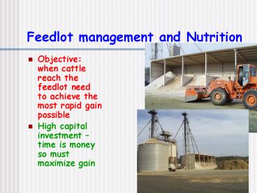 Feedlot management and Nutrition