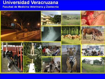Universidad Veracruzana Facultad de Medicina Veterinaria y Zootecnia