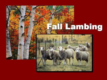 Fall Lambing