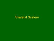 Skeletal System