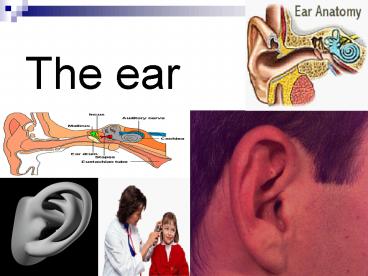 The ear