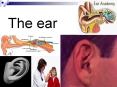 The ear PowerPoint PPT Presentation