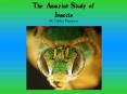 The Amazing Study of Insects By Nikko Pasanen PowerPoint PPT Presentation