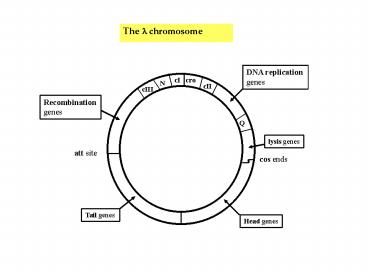 The l chromosome