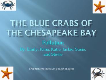 The Blue Crabs of the Chesapeake Bay