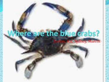 Where are the blue crabs