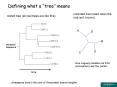 Defining what a tree means PowerPoint PPT Presentation