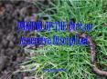 DIGGING UP THE Dirt on Assertive Discipline PowerPoint PPT Presentation