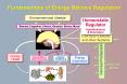 Fundamentals of Energy Balance Regulation PowerPoint PPT Presentation