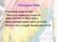Neotropical Birds PowerPoint PPT Presentation