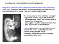 A fundamental principle of development is epigenesis PowerPoint PPT Presentation