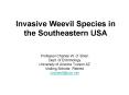 Invasive Weevil Species in the Southeastern USA PowerPoint PPT Presentation