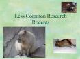 Less Common Research Rodents PowerPoint PPT Presentation