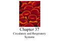 Circulatory and Respiratory Systems PowerPoint PPT Presentation