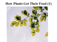 How%20Plants%20Get%20Their%20Food%20(1)
