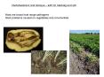 Pectobacterium and Dickeya soft rot, blackleg and wilt PowerPoint PPT Presentation