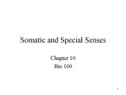 Somatic and Special Senses