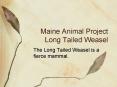 Maine Animal Project Long Tailed Weasel PowerPoint PPT Presentation