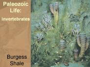 Burgess Shale