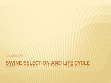 Swine Selection and Life Cycle