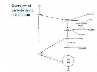 Overview of carbohydrate metabolism