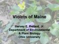 Violets of Maine PowerPoint PPT Presentation
