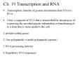 Ch' 19 Transcription and RNA PowerPoint PPT Presentation
