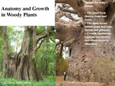 Anatomy and Growth in Woody Plants