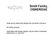 Smelt Family, OSMERIDAE PowerPoint PPT Presentation