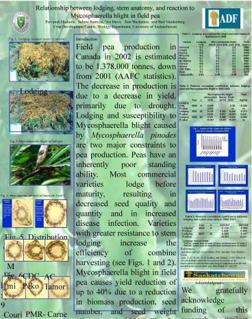 Fig' 5' Distribution of xylem at internode 3