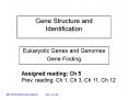 Gene Structure and Identification PowerPoint PPT Presentation