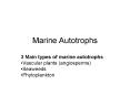 Marine Autotrophs PowerPoint PPT Presentation
