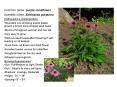 Common name: purple coneflower PowerPoint PPT Presentation