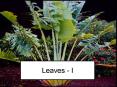 Leaves - I PowerPoint PPT Presentation