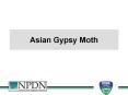 Asian Gypsy Moth PowerPoint PPT Presentation