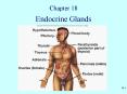 Endocrine Glands PowerPoint PPT Presentation
