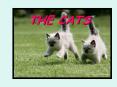 THE CATS PowerPoint PPT Presentation