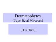 Dermatophytes (Superficial Mycoses)