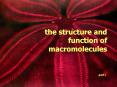 the structure and function of macromolecules PowerPoint PPT Presentation