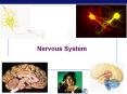 Nervous System PowerPoint PPT Presentation