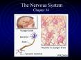 The Nervous System PowerPoint PPT Presentation