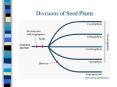 Divisions of Seed Plants PowerPoint PPT Presentation
