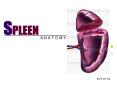 SPLEEN PowerPoint PPT Presentation