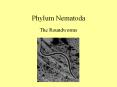 Phylum Nematoda PowerPoint PPT Presentation